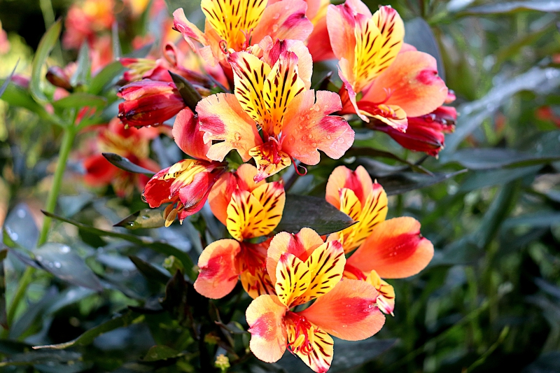 fleuriste-MASSOINS-min_freesia-5002075